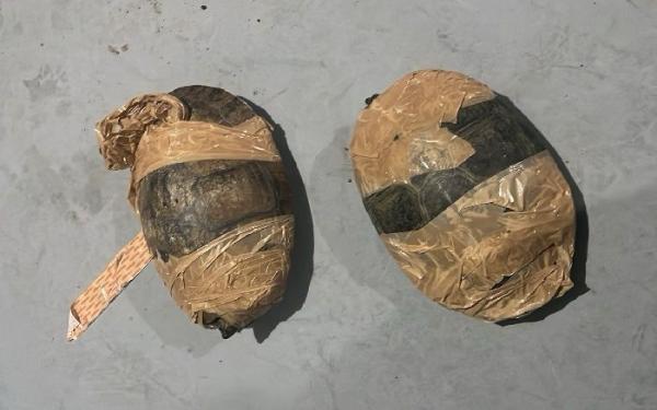 Mulher é flagrada tentando transportar quelônios silvestres ilegalmente no Amapá durante operação de fiscalização ambiental