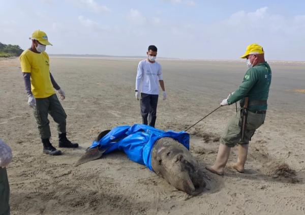 Golfinho raro é encontrado morto no litoral do Amapá